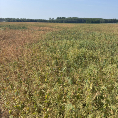 feroe_oszi_borso_mecser_20250618_2