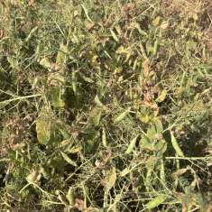 feroe_oszi_borso_mecser_20250618_3