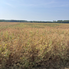 feroe_oszi_borso_mecser_20250618_4