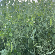 2025junius-4_2_1500x1125