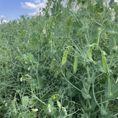 2025junius-4_3_1500x1125