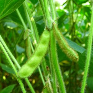 Szója ES Comandor [1000kg/BB]