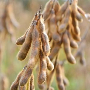 Szója Lajma (másodvetésre is) [1000 kg/BB]