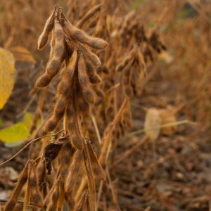 Szója ES Mentor [1000 kg/BB]