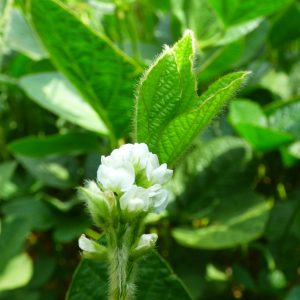 Szója Pompei [1000 kg/BB]