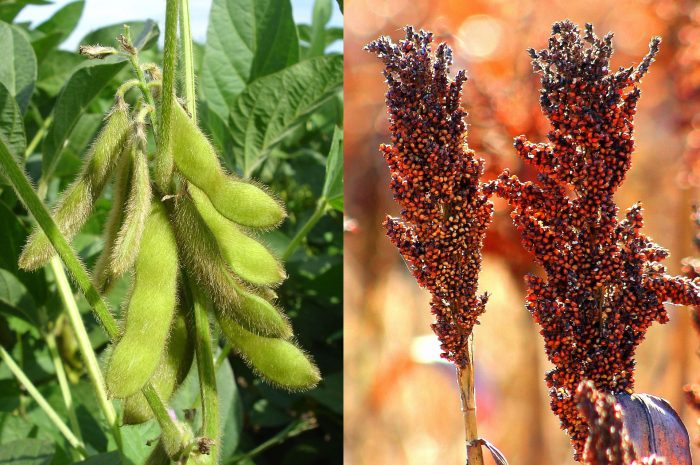 Előtérben a szója és a cirok