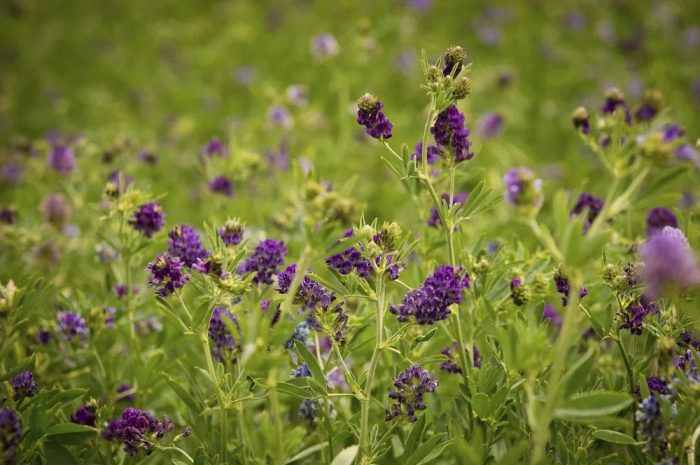 Zöldugar keverék termesztésével számos támogatási feltétel teljesíthető