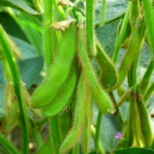 Szója RGT Stumpa [1000 kg/BB]