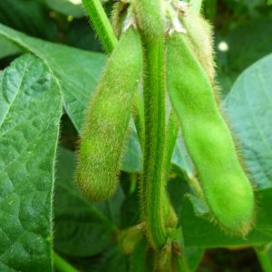 Szója Creola [1000 kg/BB]