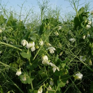 Őszi borsó Balltrap [500 kg/BB]