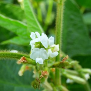 Szója Maestral [1000 kg/BB]