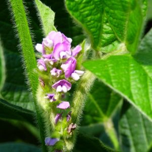 Szója Kapral [1000 kg/BB]