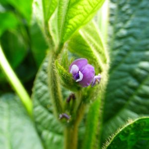 Szója Bahia [1000 kg/BB]