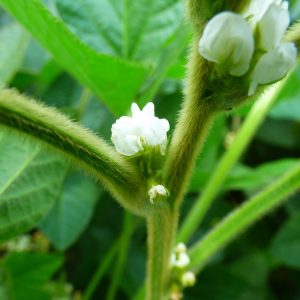 Szója ES Competitor [1000 kg/BB]