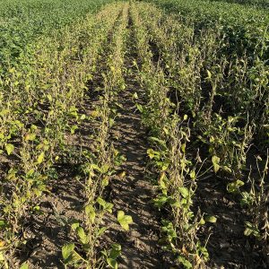 Szója Annushka [1000 kg/BB]