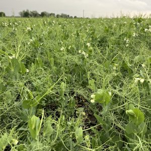 Őszi borsó Escrime [500 kg/BB]