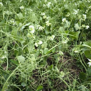 Őszi borsó Feroe [1000 kg/BB]