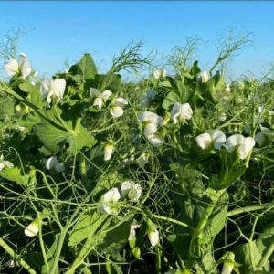 Őszi borsó  Jumper [500 kg/BB]