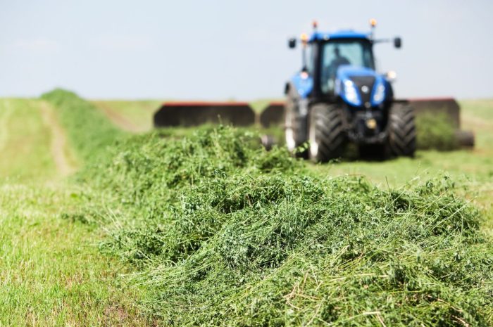 Szálas fehérjetakarmány-növény termesztés támogatása: kaszálási határidő – 2025